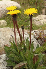 Hypochaeris uniflora
