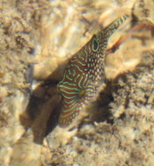 Canthigaster petersii