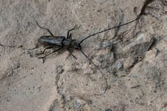 Pachydissus natalensis