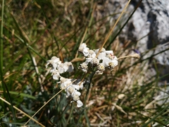 Achillea clavennae