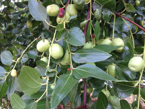 Ziziphus jujuba
