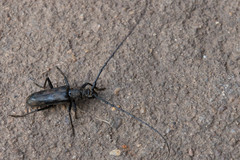 Pachydissus natalensis