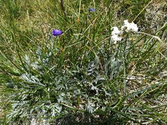 Achillea clavennae