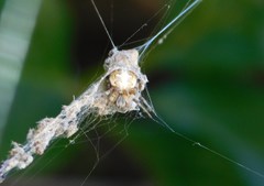 Araneidae