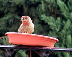 Haemorhous mexicanus