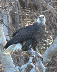Haliaeetus vociferoides