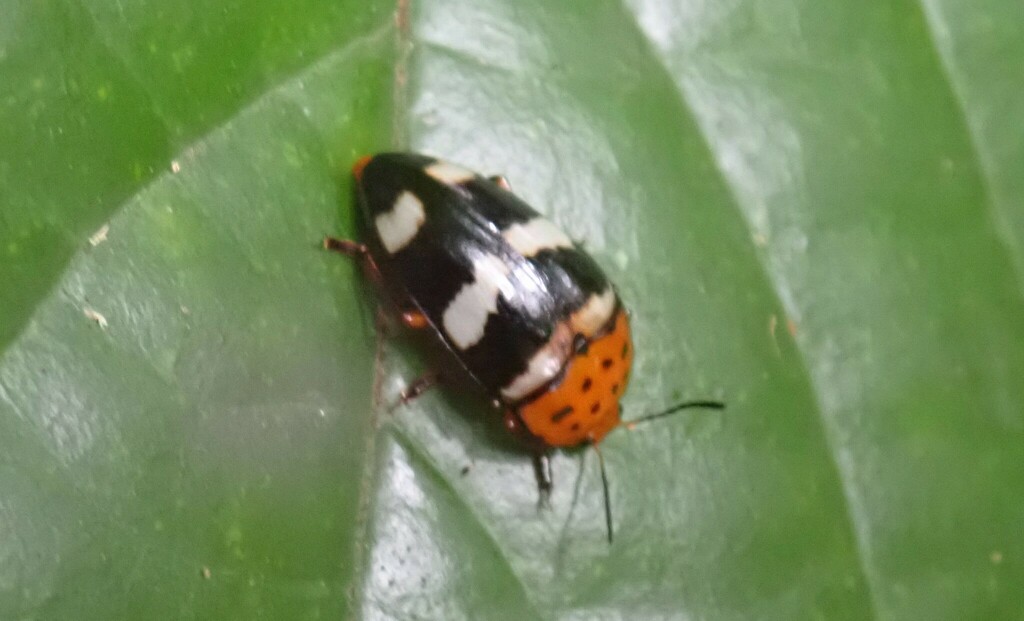 Iphiclus puncticollis