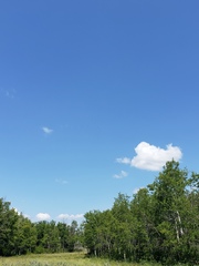 Pelecanus erythrorhynchos