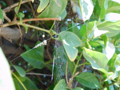 Araneidae