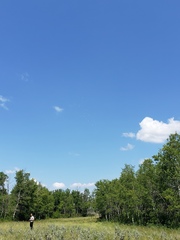 Pelecanus erythrorhynchos