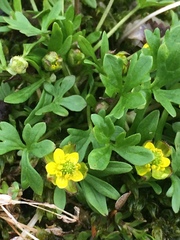 Ranunculus pygmaeus