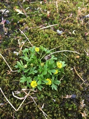 Ranunculus pygmaeus