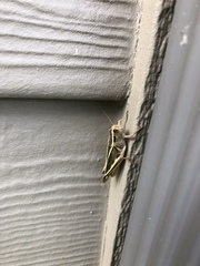 Melanoplus bivittatus