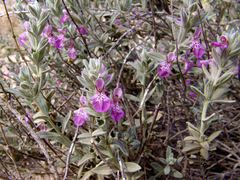 Stachys aegyptiaca