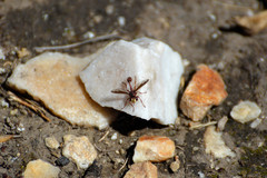 Physocephala burgessi