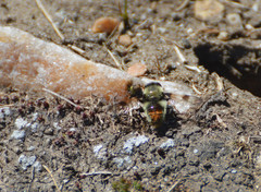 Sericomyia flagrans