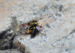 Sericomyia flagrans