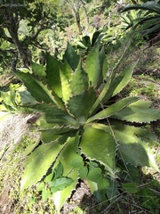 Agave cupreata
