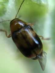 Cryptocephalus pusillus