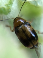 Cryptocephalus pusillus