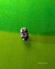 Trogoderma sternale aspericolle