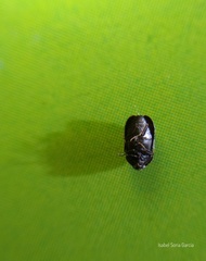 Trogoderma sternale aspericolle