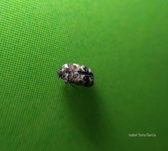 Trogoderma sternale aspericolle