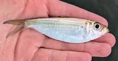 Scaled Herring photo 2