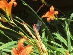 Erythemis simplicicollis