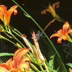 Erythemis simplicicollis