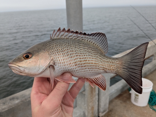Gray Snapper