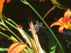 Erythemis simplicicollis