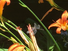 Erythemis simplicicollis