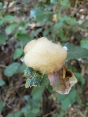 Heteroecus dasydactyli