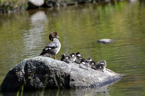 Barrow's Goldeneye, photo 9 of 9