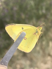 Colias philodice eriphyle