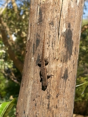 Lygodactylus capensis