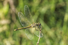 Sympetrum fonscolombii