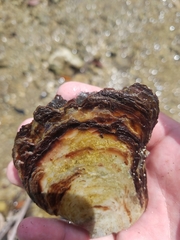 Isognomon alatus