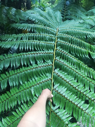 Cyathea fulva observed 2019-07-14