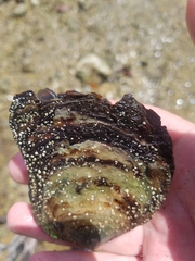 Isognomon alatus