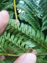 Cyathea fulva