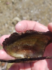 Isognomon alatus