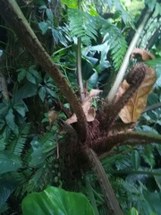 Cyathea fulva