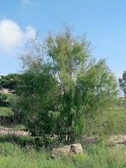 Tamarix ramosissima