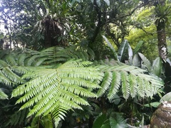 Cyathea fulva