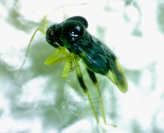 Pycnoderes medius