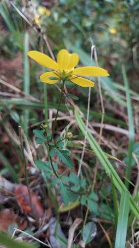 Image of Bidens mitis by (c) Athena Philips, some rights reserved (CC BY)