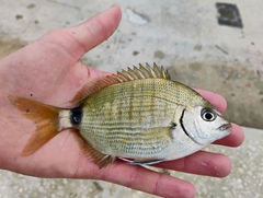 Spottail Pinfish photo 3