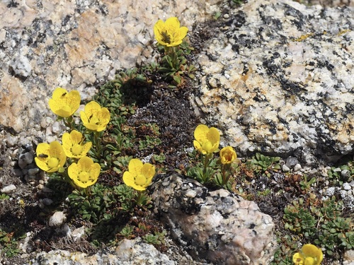 Image of Golden Saxifrage (Saxifraga chrysantha) by (c) Nina House, some rights reserved (CC BY)